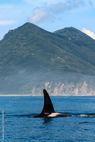 One killer whale swims on the surface of the water, across the Pacific Ocean against the background of textured mountains, close-up. Black fins. Kamchatka. Vertical orientation.