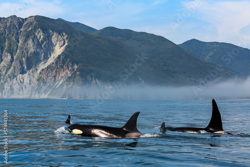 A family of killer whales swims on the surface of the water, across the Pacific Ocean against the backdrop of textural mountains, close-up. Black fins. Kamchatka.