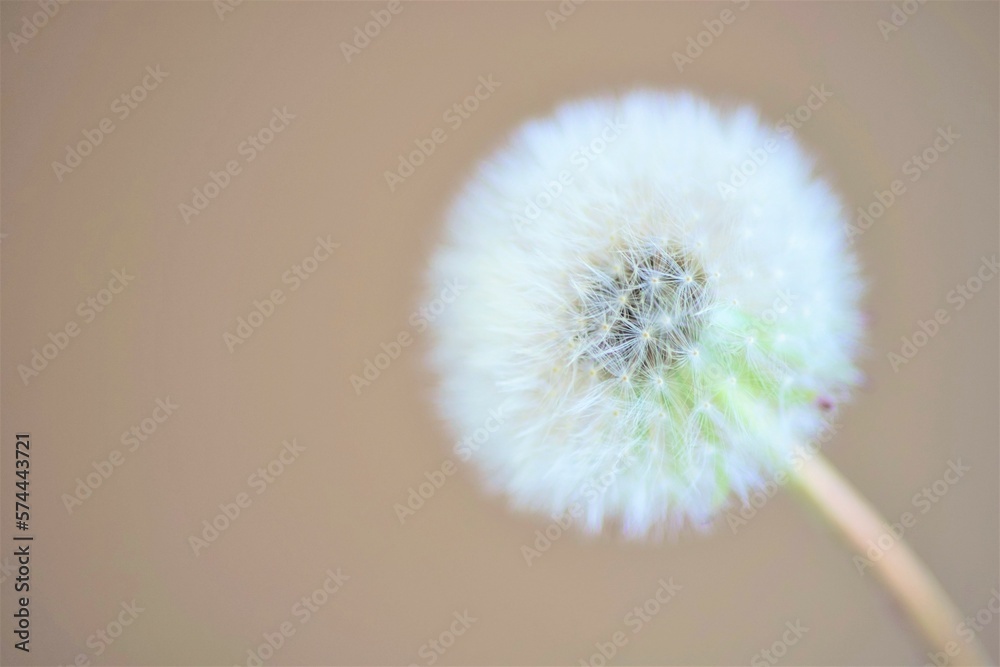 Fluffy dandelion flower on brown wall background, copy space