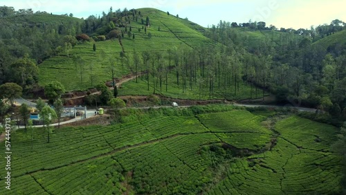 An aerial view of tea plantation in a hill at Nilgiri forest Ooty. Landscape of Ooty Tamil nadu India  photo