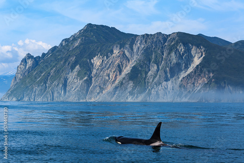 A killer whale swims in the Pacific Ocean against the backdrop of mountains, close-up. Black fins. Kamchatka.