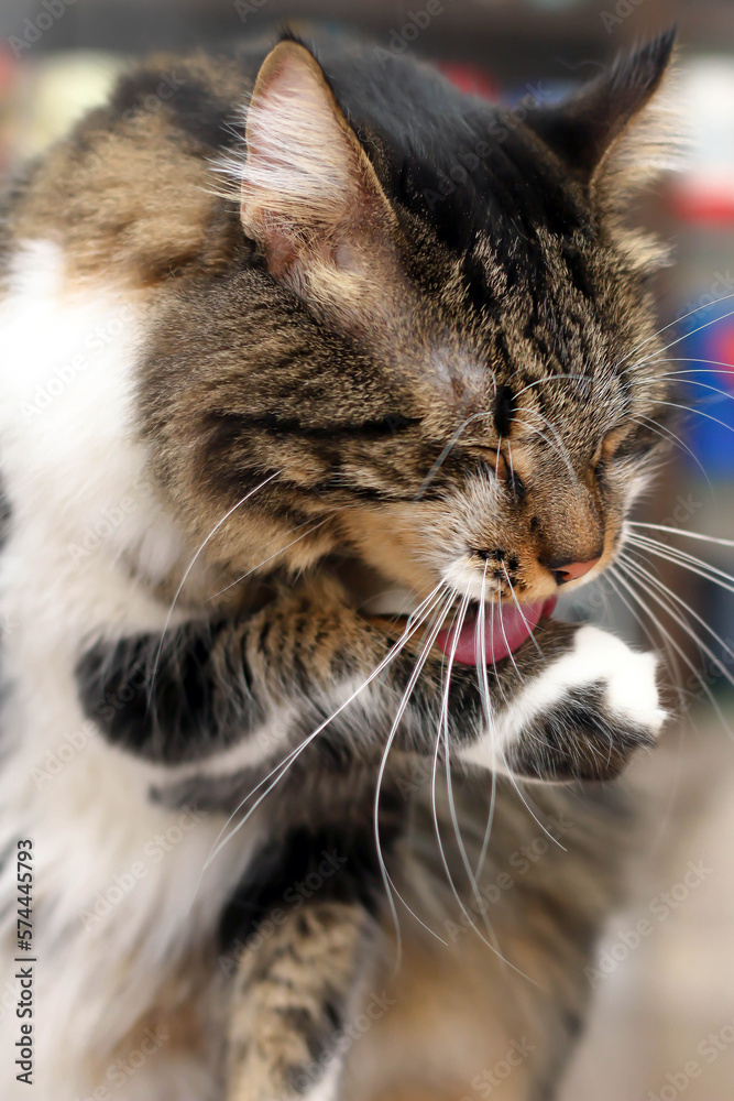 cat licking itself, feline, domestic cat, cleaning, tongue, self-care