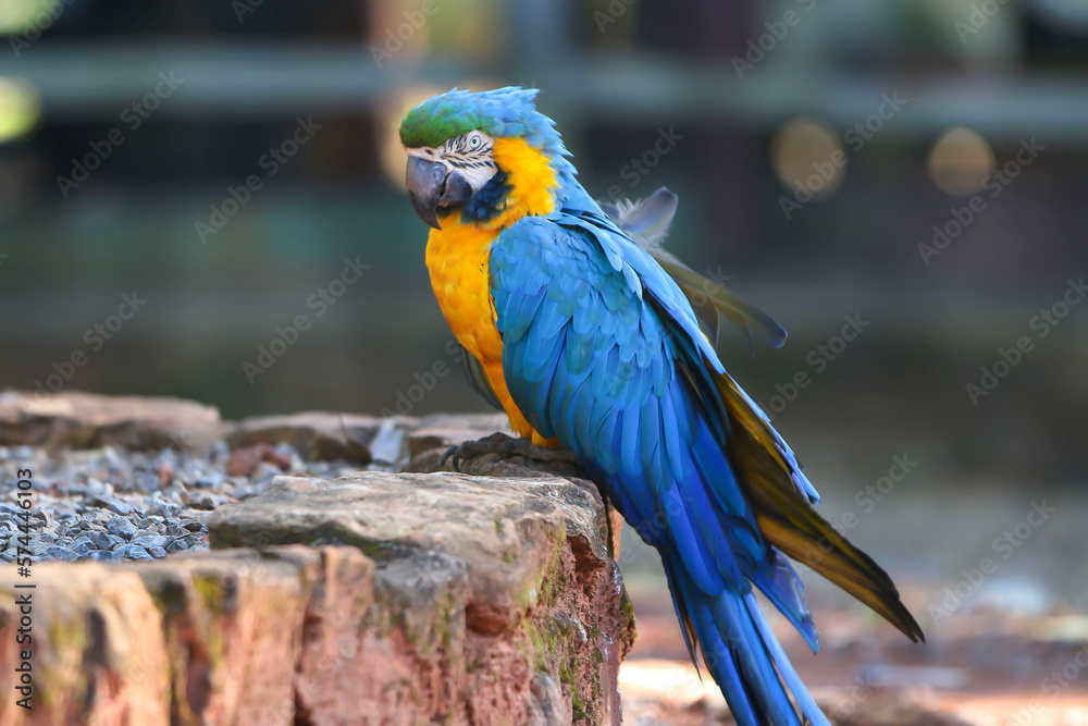macaw, blue and yellow, parrot, tropical bird, plumage, beak