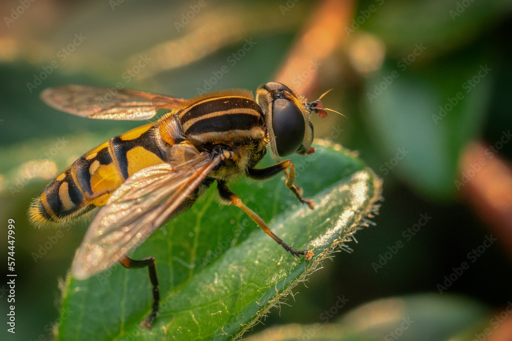 Schwebfliege Schwebfliege