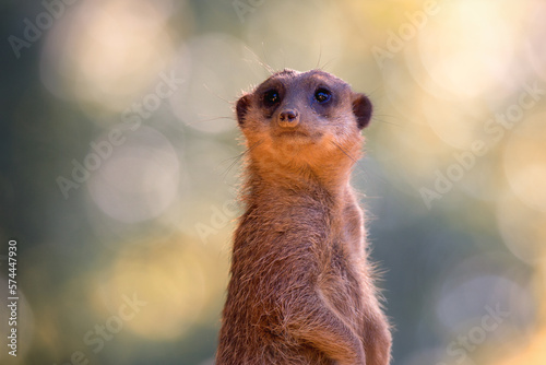 Wallpaper Mural Erdmännchen Torontodigital.ca