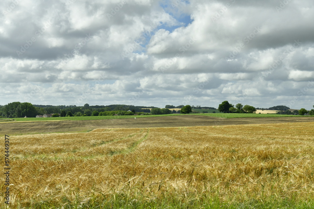 Champ de blé sous un ciel gris près du bourg de Champagne au Périgord Vert 