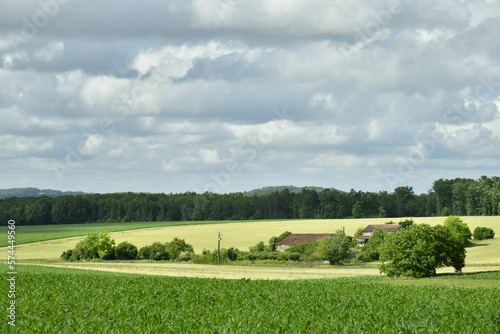 Nuance de couleurs entre les zones d'ombres et ensoleillées sur un champ de blé près d'un des hameaux à champagne-et-Fontaine au Périgord Vert 