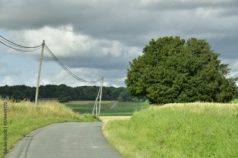 Route de campagne près de l'arbre à deux troncs sous un ciel nuageux près du bourg de Champagne au Périgord Vert 
