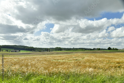 Champ de blé sous un ciel gris près du bourg de Champagne au Périgord Vert 