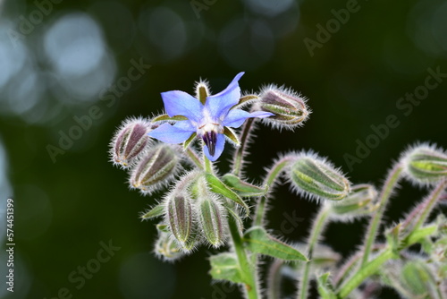 Borretsch (Gurkenkraut, Kukumerkraut , Borago officinalis) – blaue Blüten