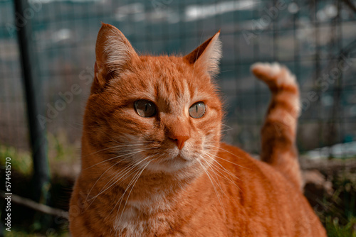 Gato naranja en primer plano
