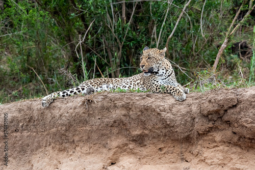 Leopard on a Cliff over the Sand River in South Africa