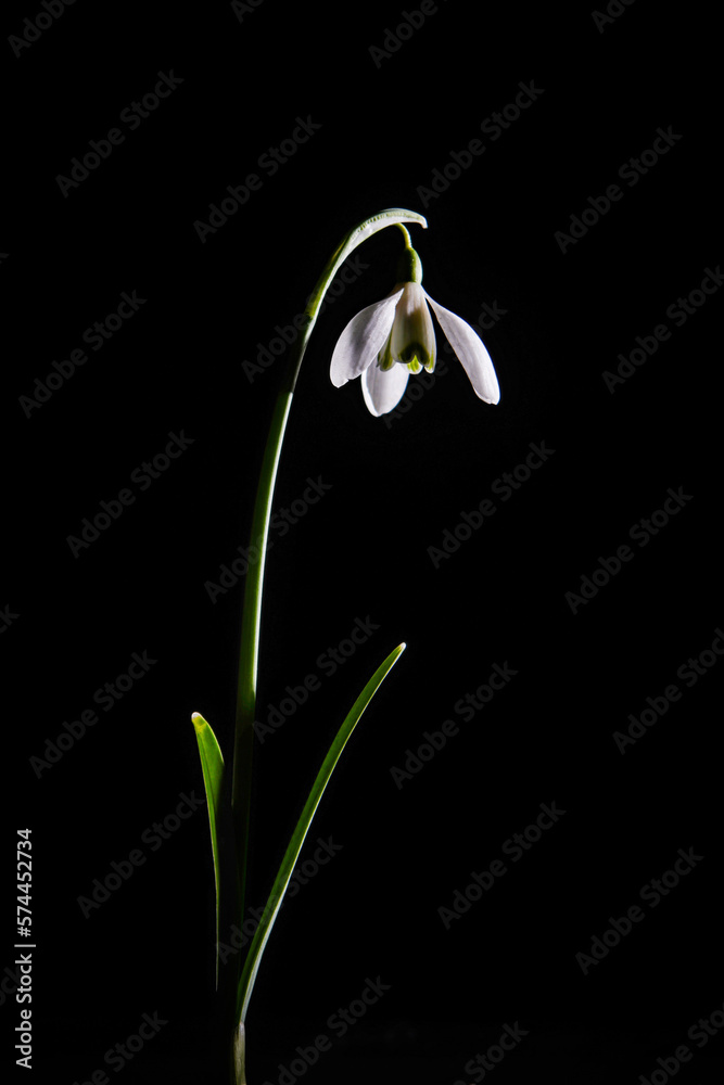 Fototapeta premium Snowdrop flower