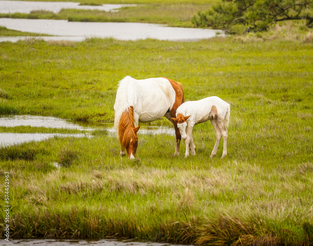 Obraz premium Ponies in the Marsh