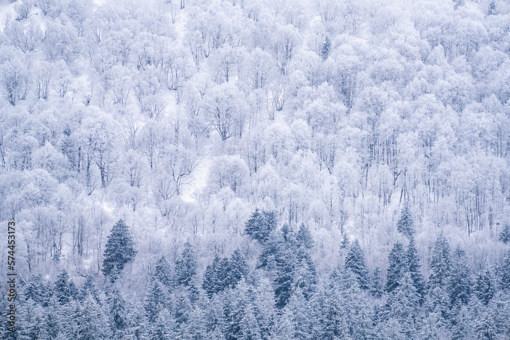 Obraz premium snow covered trees