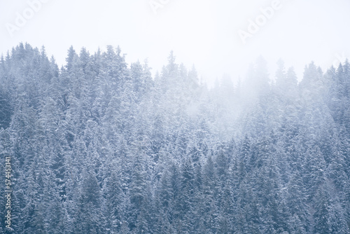trees in the snow © George Kurashvili