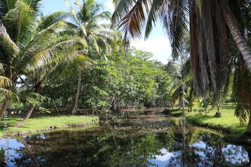 National Park Montemar on the Zapata Peninsula  Cuba Caribbean