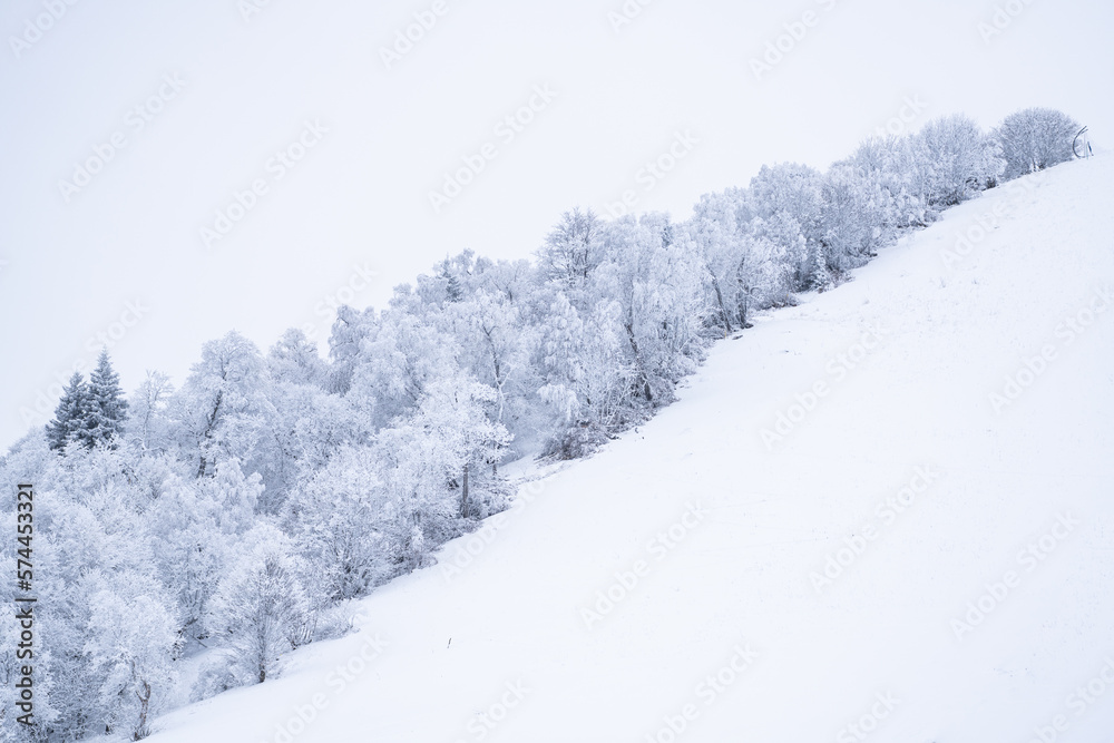 Obraz premium snow covered trees
