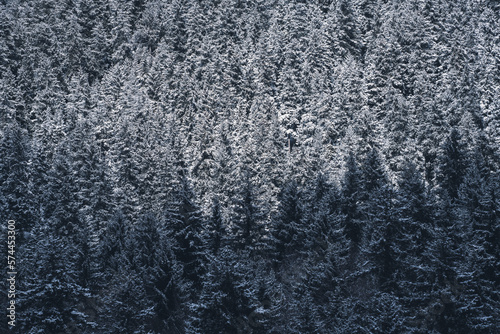 Snow covered forest © George Kurashvili