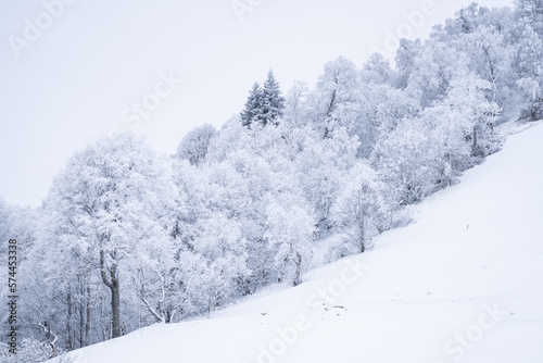 Wallpaper Mural snow covered trees Torontodigital.ca