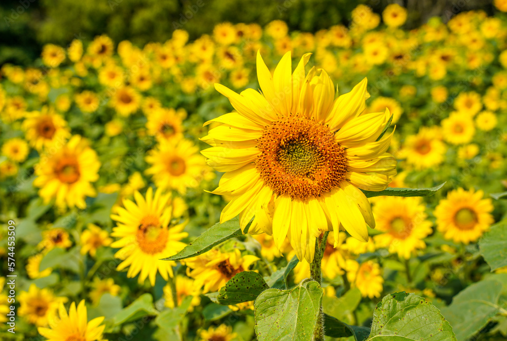 Sunflower Field