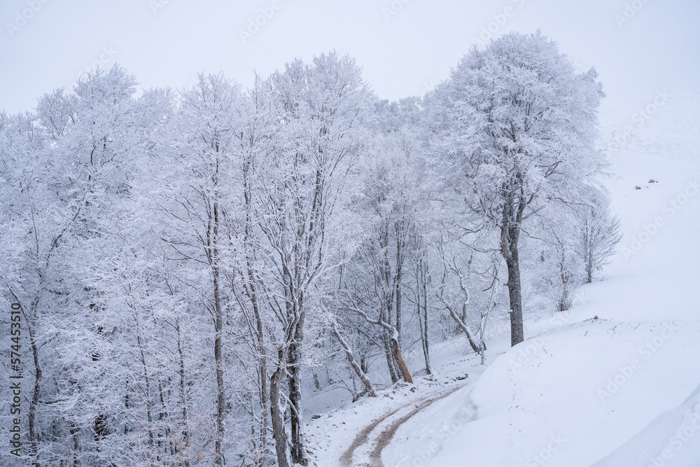 snow covered trees in winter snow covered trees in winter