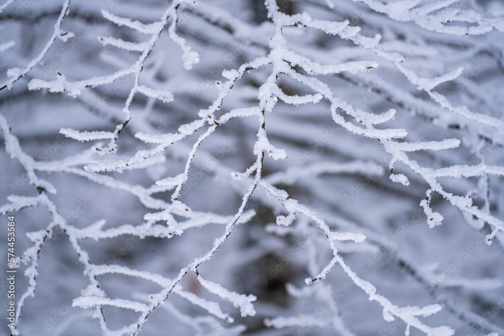 frost on branches
