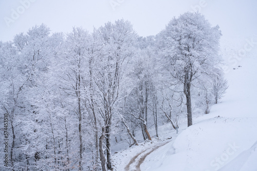 snow covered trees in winter