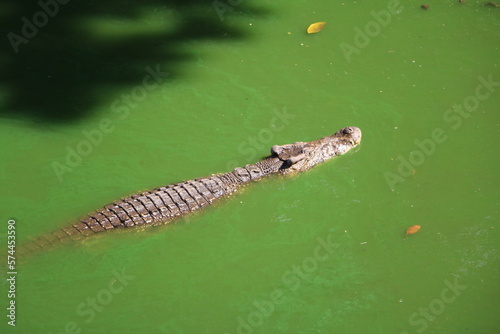 Cuban crocodile Crocodylus rhombifer in water, Cuba Caribbean photo