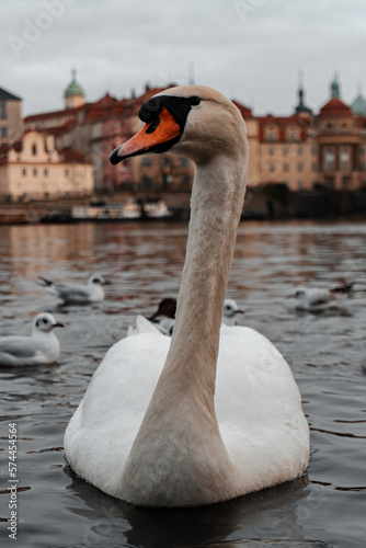Cisne en orillas de Praga. photo