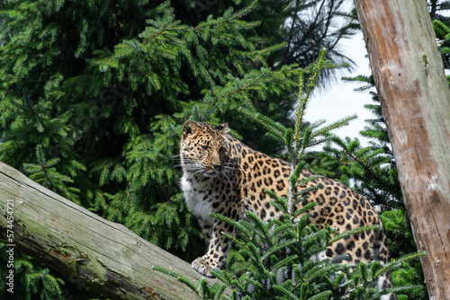 Amur Leopard Climbing Up a Fallen Tree