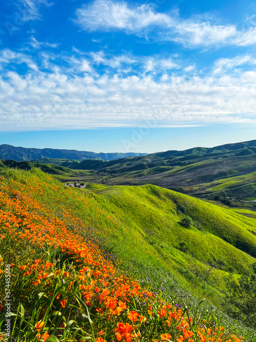 Californian blooming