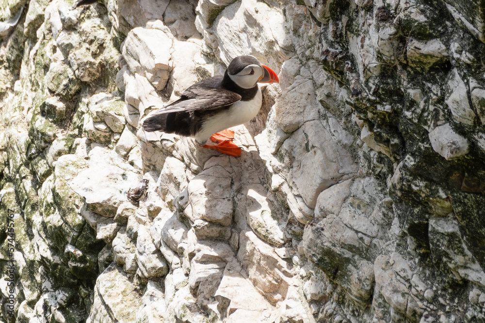 Puffin Perched on the Side of a Cliff