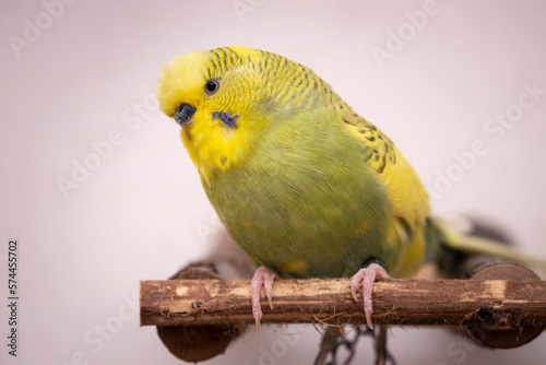 budgie photo