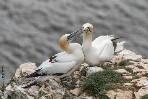 Pair of Gannets on Sea Cliffs