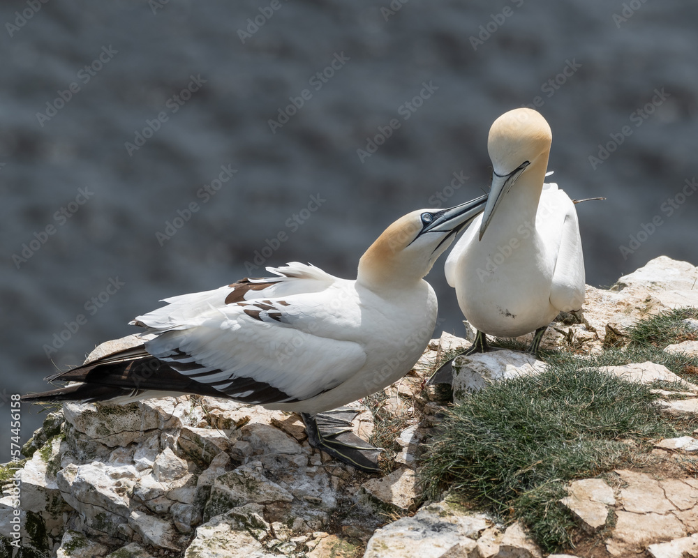 Pair of Gannets on Sea Cliffs Pair of Gannets on Sea Cliffs