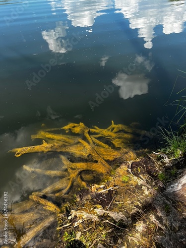 tree roots under water