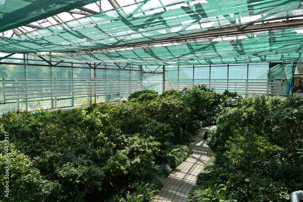 Green young plants in hothouse. Ensuring survival of rare plant species