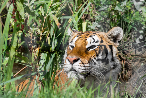 Bengal Tiger in Tall Grass