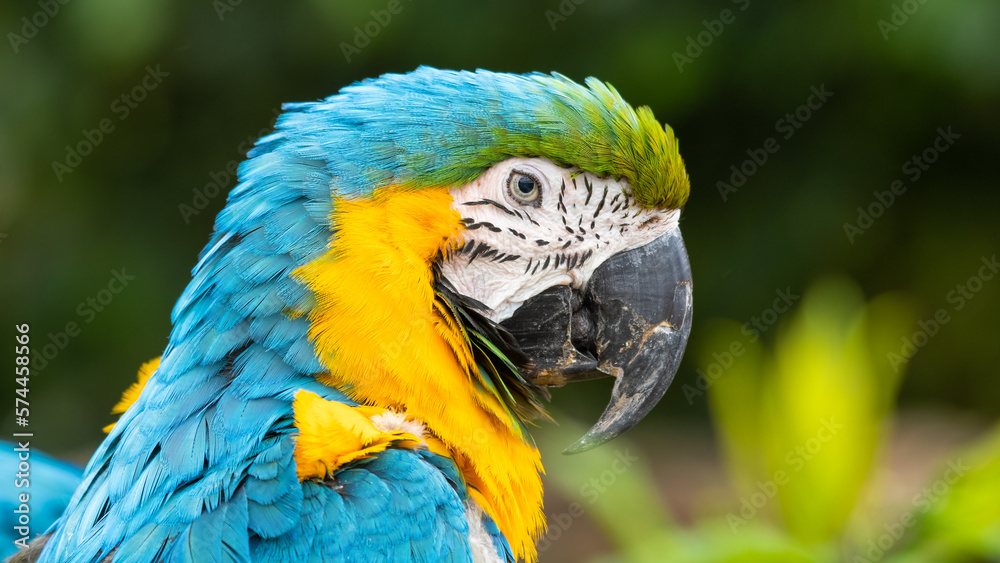 Blue and Gold Macaw Close Up