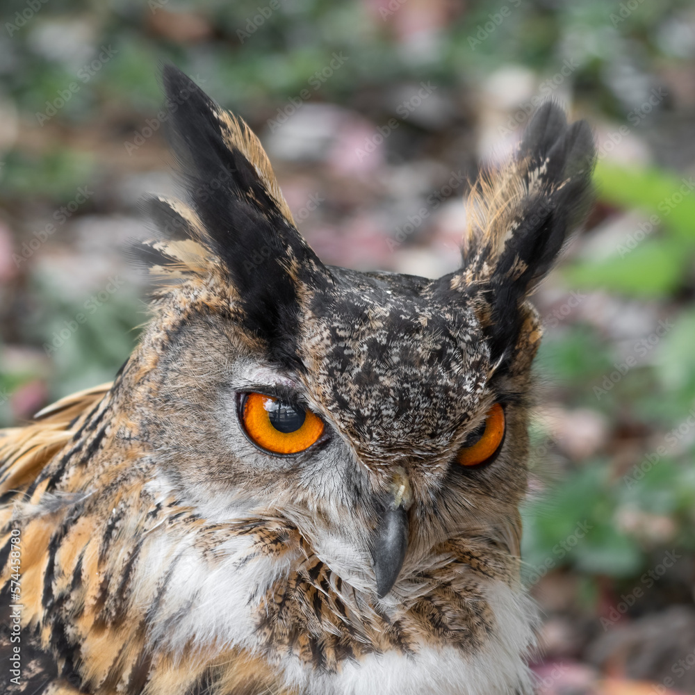 Fototapeta premium Eurasian Eagle Owl Close Up