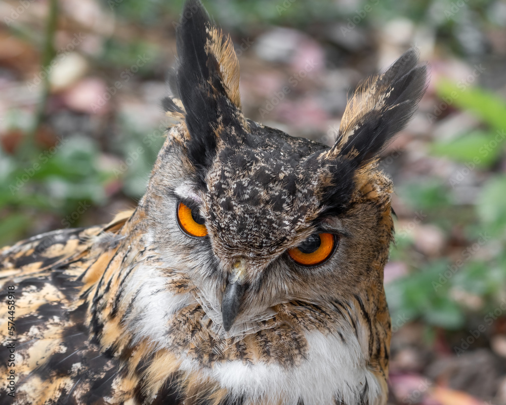 Fototapeta premium Eurasian Eagle Owl Close Up
