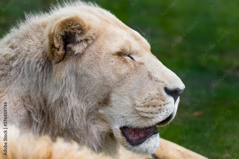 Rare Male White Lion Laying on Grass Rare Male White Lion Laying on Grass