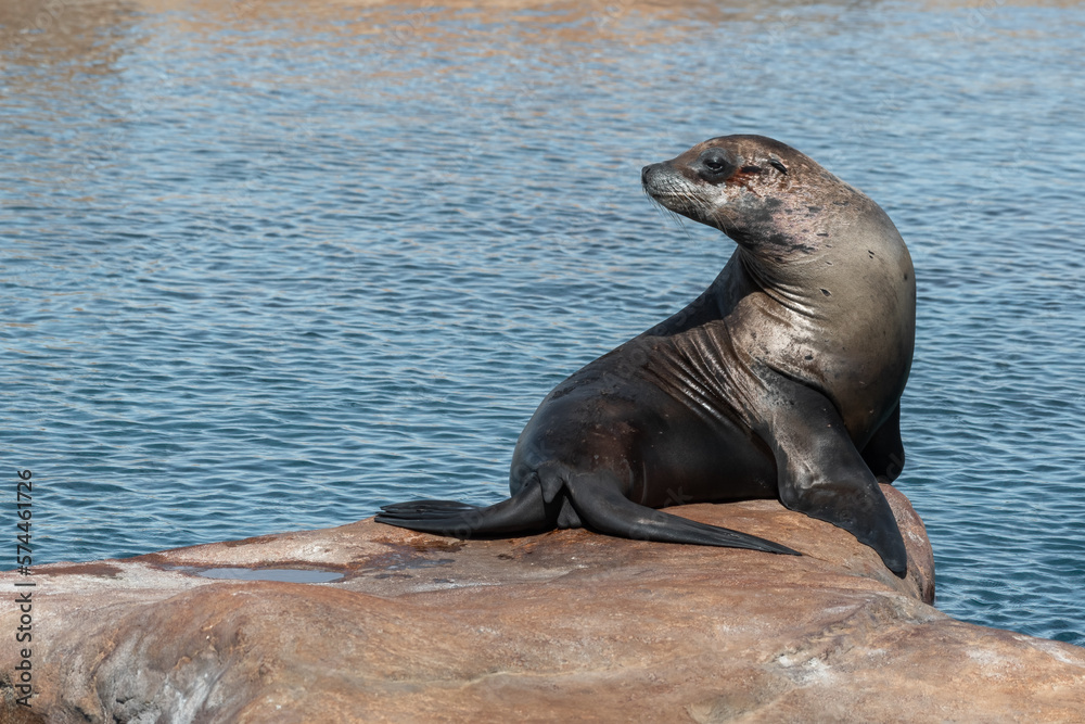 Obraz premium Californian Sea lion's Resting in Sunshine