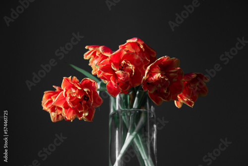 Bright fresh red orange tulips isolated on black background. Bunch of spring flowers in big glass vase. Monochrome composition