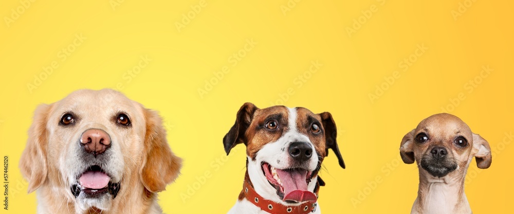 Cute young lovely smart dogs posing