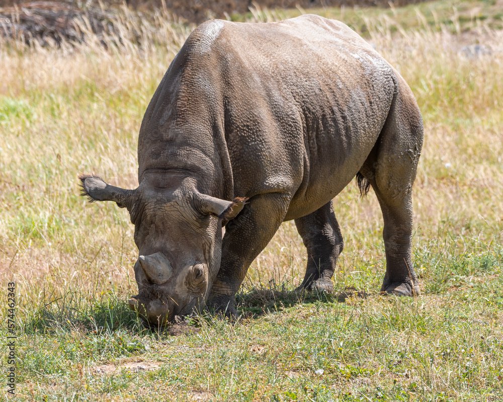 Eastern Black Rhino Standing on Grass Eastern Black Rhino Standing on Grass