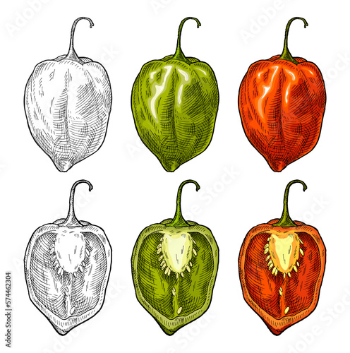 Whole and half pepper habanero. Vintage engraving vector illustration.