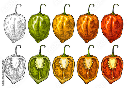 Whole and half pepper habanero. Vintage engraving vector illustration.