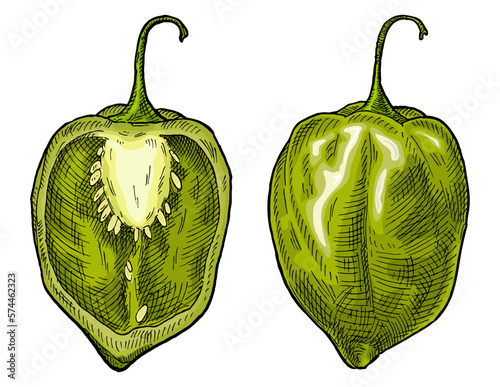 Whole and half pepper habanero. Vintage engraving vector illustration.